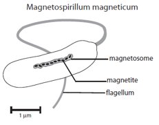 A diagram of magnetotactic bacteria.