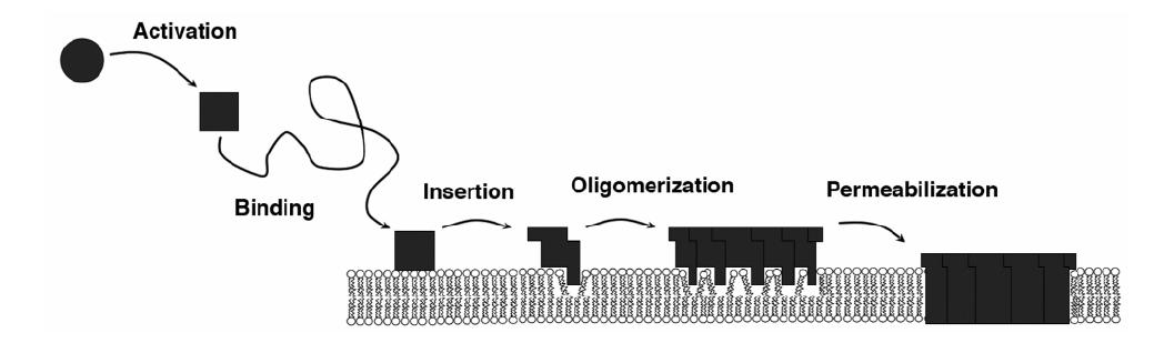 A diagram showing steps for pore formation
