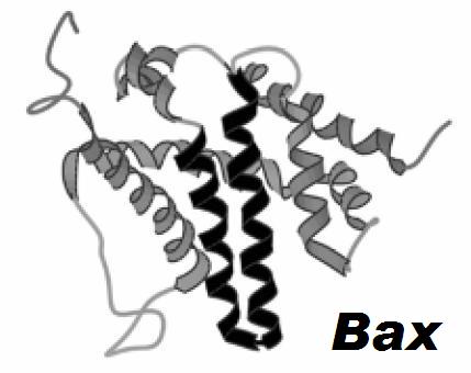 the protein Bax